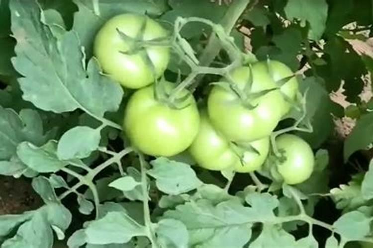 黄豆开花期能喷叶面肥么