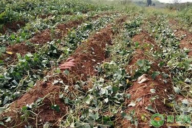 红薯施什么肥产量高