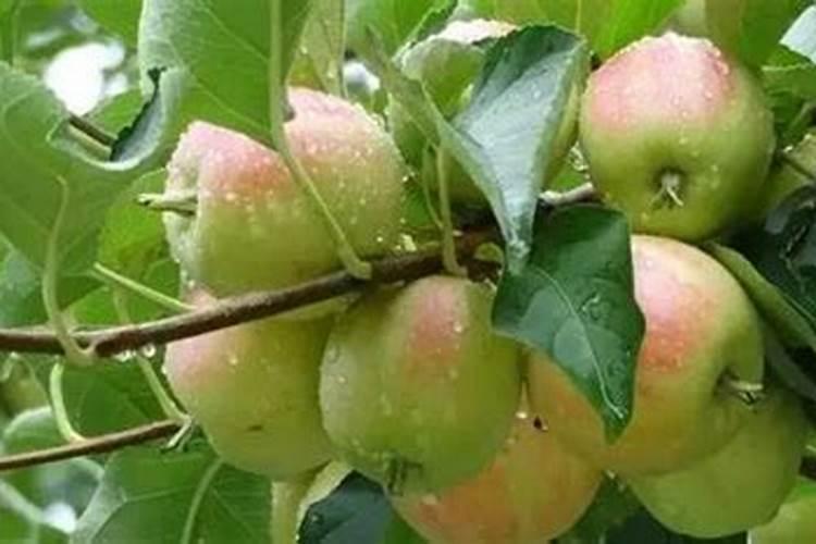 果树结果期用哪种水溶肥效果好？果树膨大期施肥怎么施？