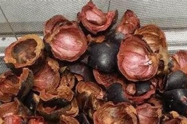 山竹壳可以做肥料吗,当肥料要发酵吗