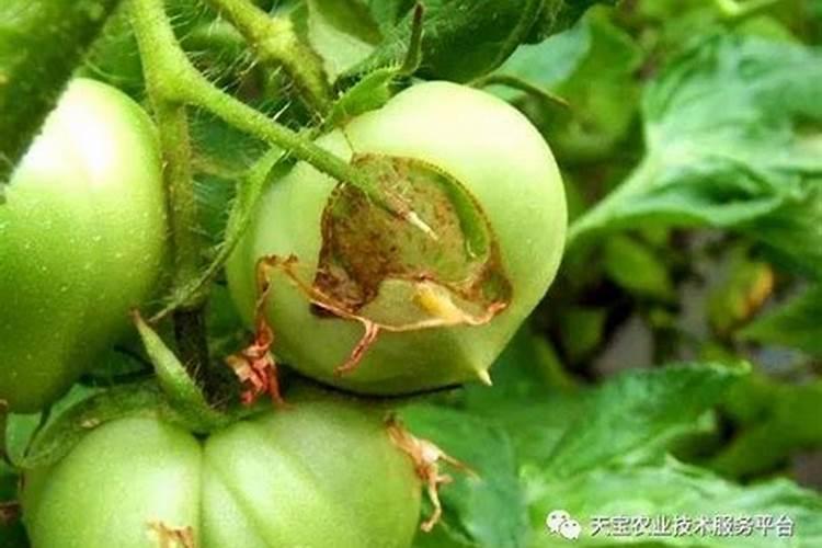 沙糖桔裂果的原因及防治