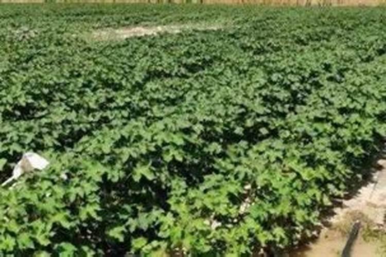 磷肥用多了对土地有影响吗？