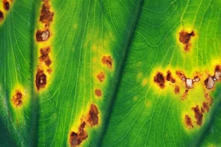 果树氮素过多会出现哪些症状？怎样防治？