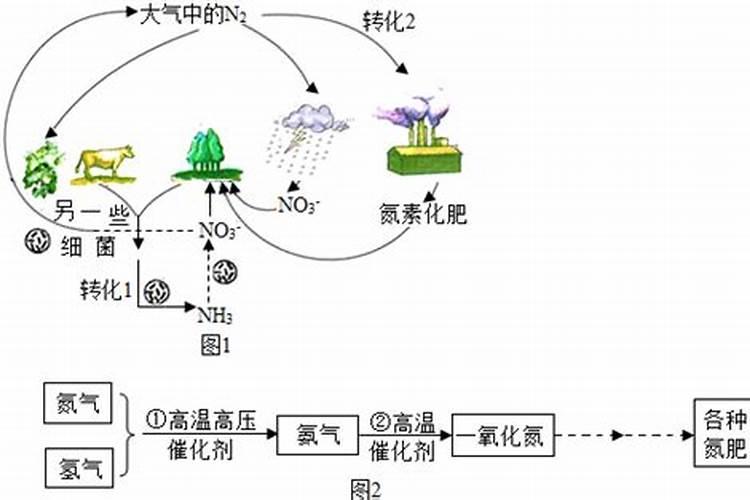 尿素和氮肥有什么区别