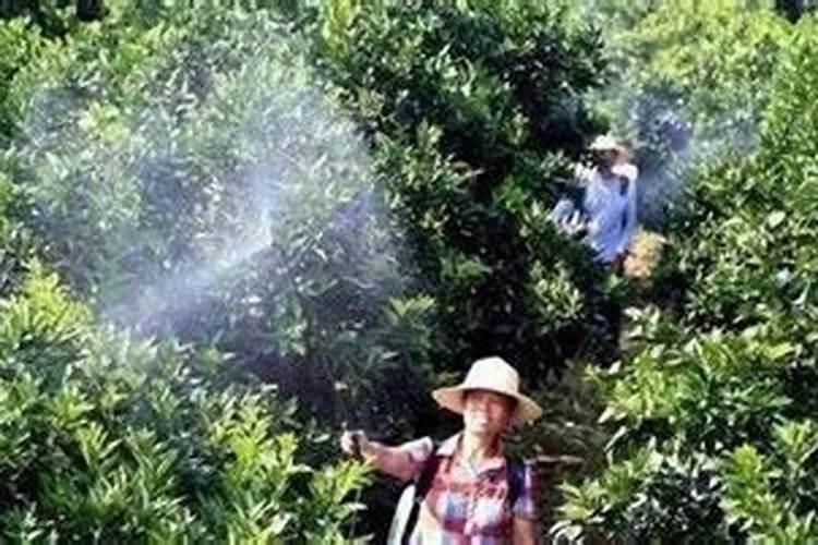 柑橘不同时期施肥有什么作用