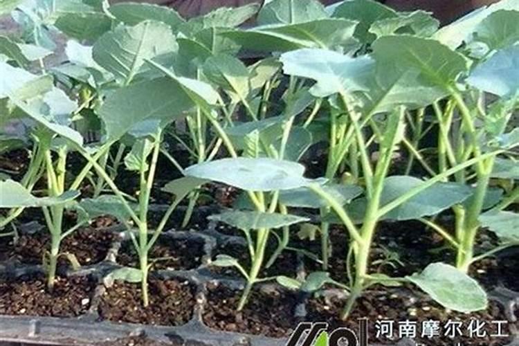 西兰花施什么肥最好