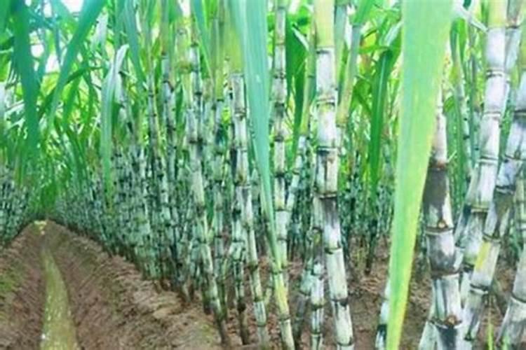 甘蔗用什么肥料好