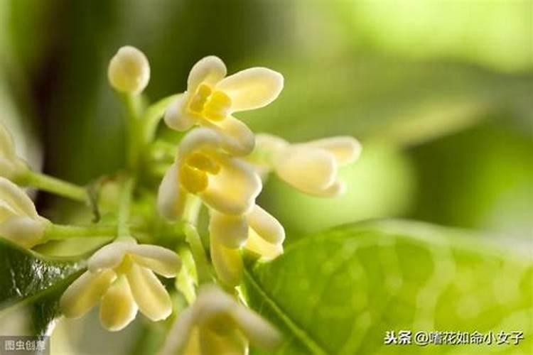 桂花怎么施肥 桂花的施肥方法