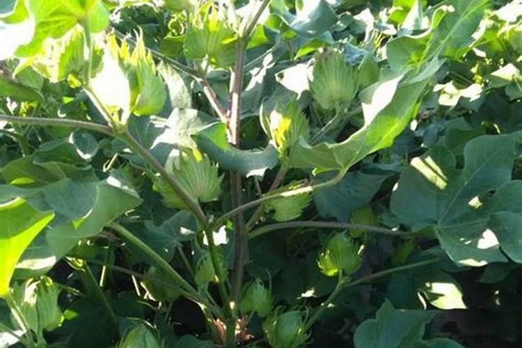 新疆棉花底肥施用用量