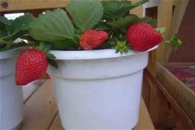 钾肥的缺乏和过量对草莓有什么危害？