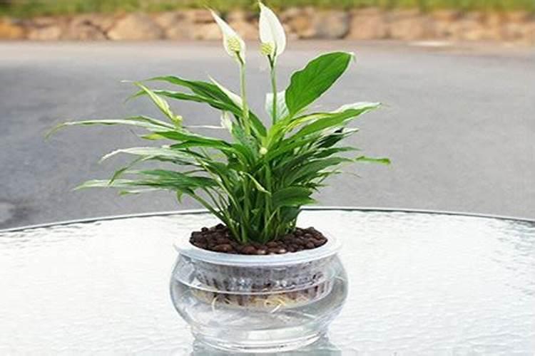 哪些花可以用尿素