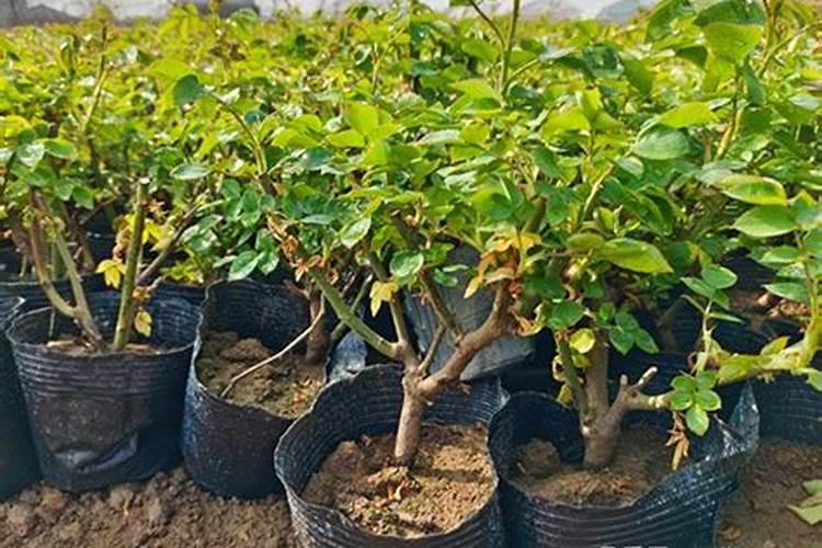 果苗栽种注意事项 果苗怎么栽种