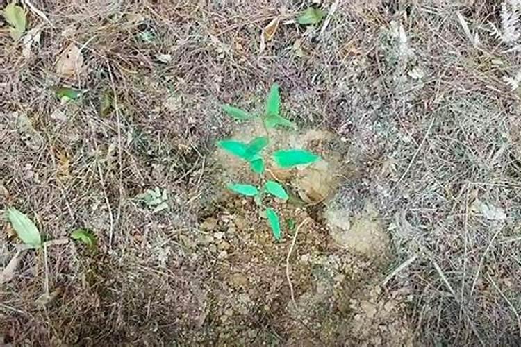 高产大姜施肥方法 姜如何施肥