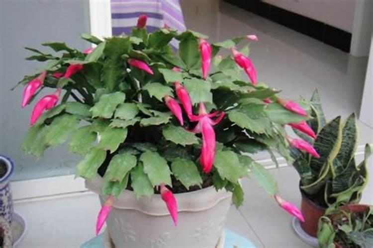 蟹爪兰开花时能施肥吗