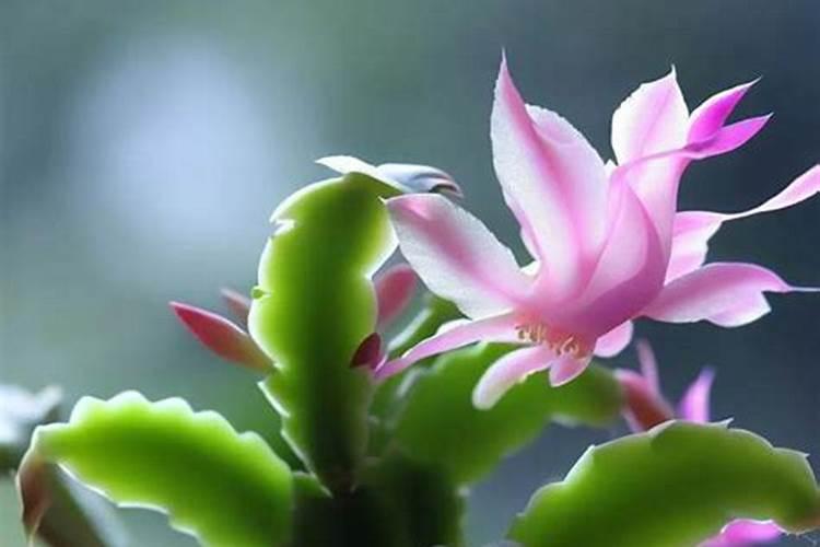 蟹爪兰开花时能施肥吗