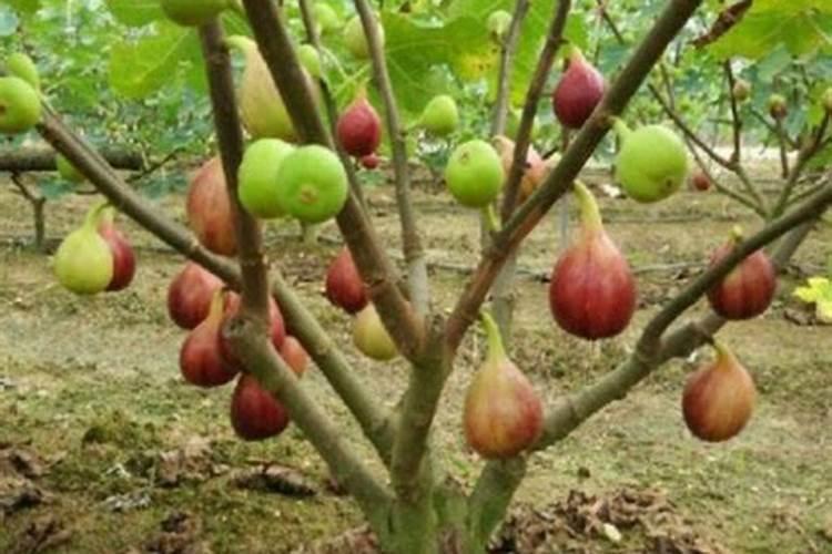 无花果树用什么肥