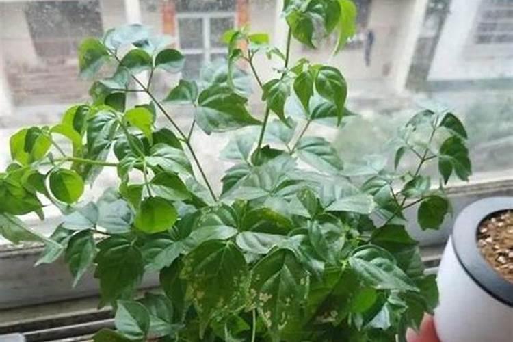 绿宝树怎么施肥