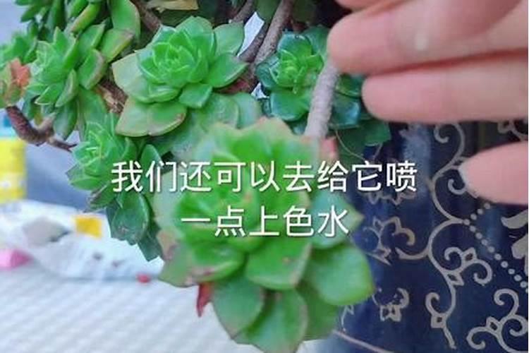 磷酸二氢钾可以浇多肉吗