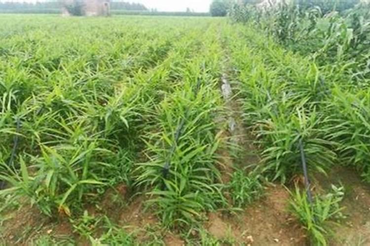 种生姜用什么做底肥最好