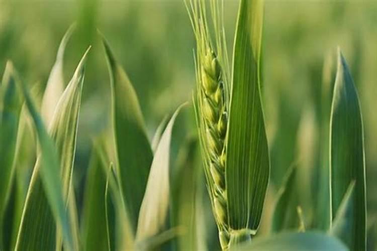 小麦干尖黄叶怎么治疗