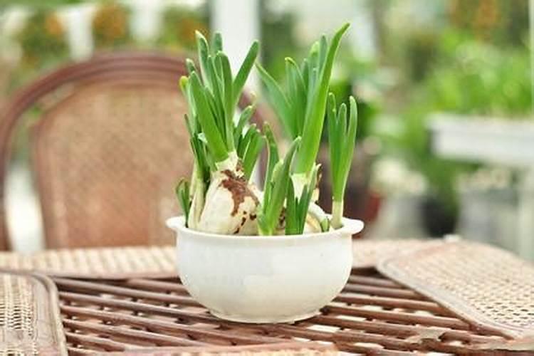 水仙出花苞到开花要多长时间