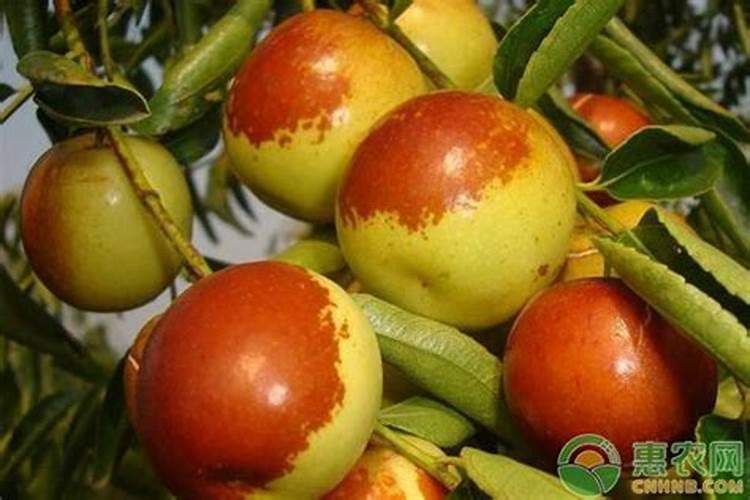 辣椒肥料就放复合肥可以了吗