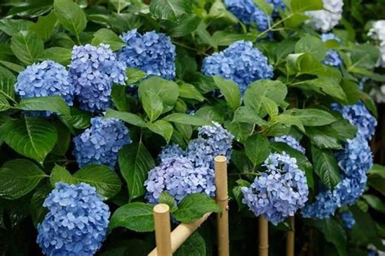 无尽夏绣球什么时候开始调蓝 具体方法有哪些