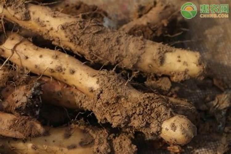 种山药需要什么肥料