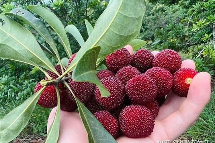 杨梅施肥时间是什么时候 杨梅什么时候施肥最好