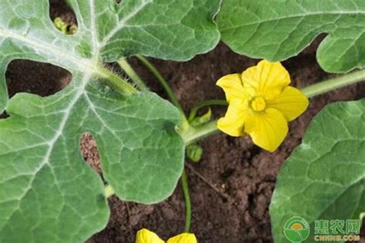 西瓜苗移植后多久施肥