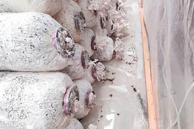 平菇生料栽培配方