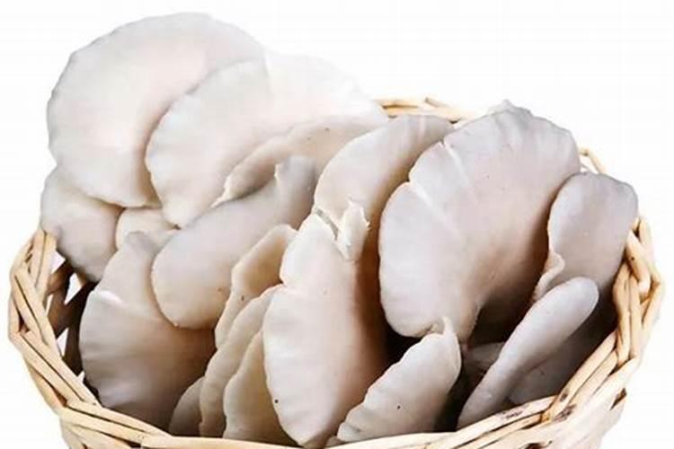 平菇种植常见误区是什么