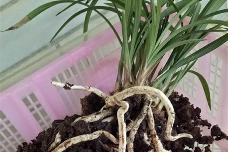 兰花如何施氮肥