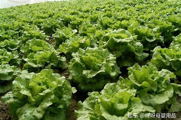 绣球种子怎么播种才可以发芽