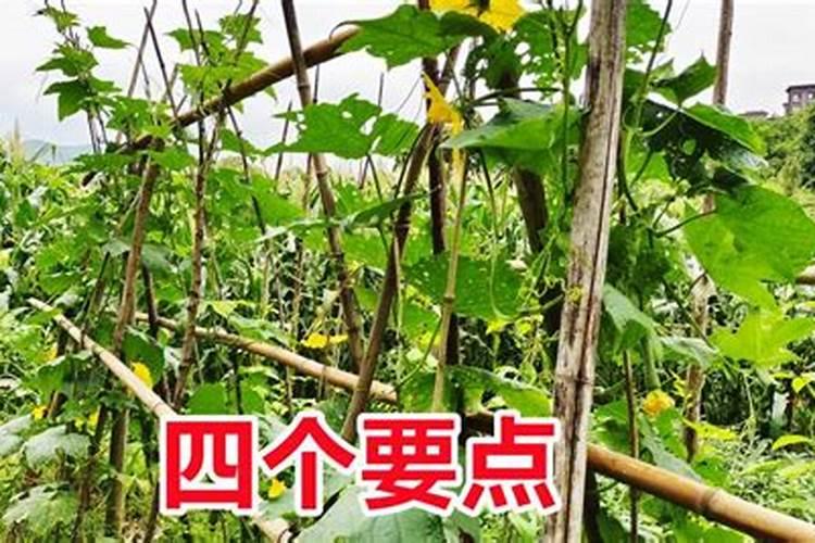 苦瓜施什么肥才挂果多