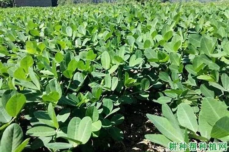 花生需要哪些肥料