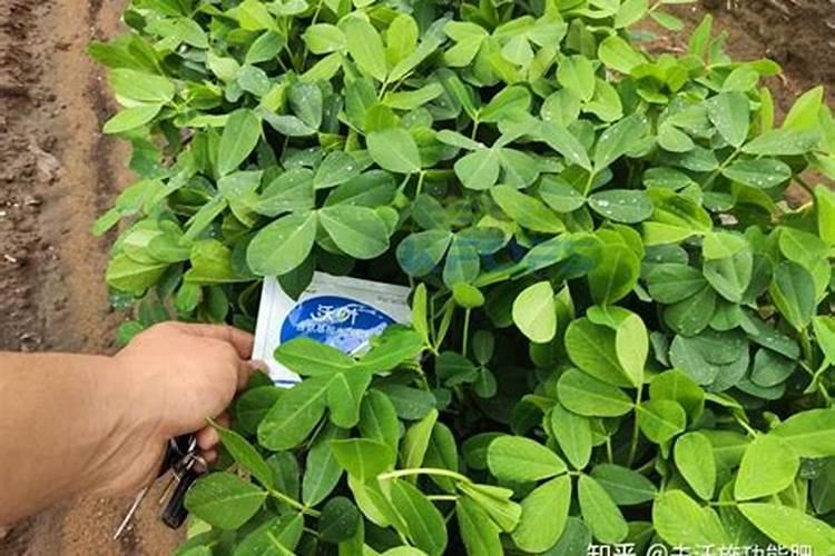 花生叶面肥用什么高产什么时候施肥好