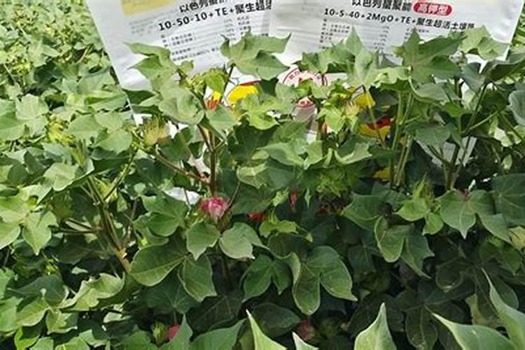 棉花硼肥什么时候打 如何正确使用