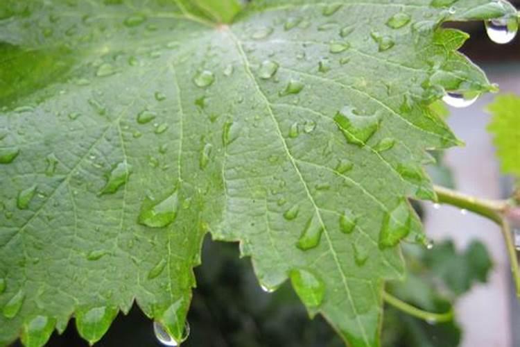 葡萄浇水时施氮肥过多过近出现下部叶子干枯怎样补救