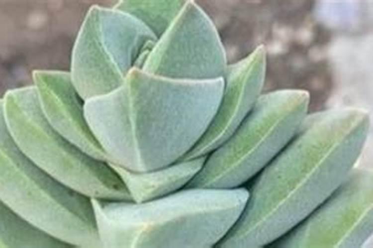 多肉上盆后多久可以施肥