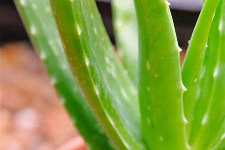 芦荟什么季节施肥好