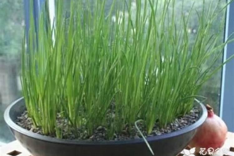 小葱冬季能用芸苔素抗寒吗