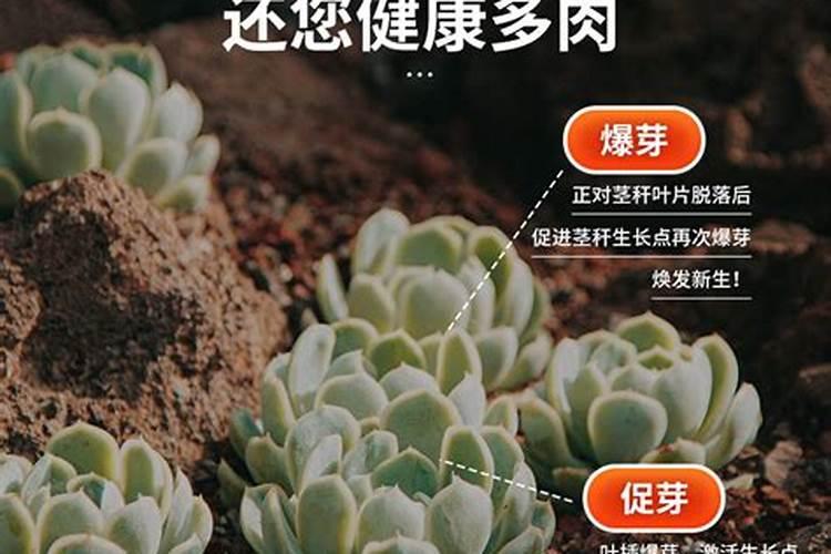 发财树叶子变黄,怎么办？