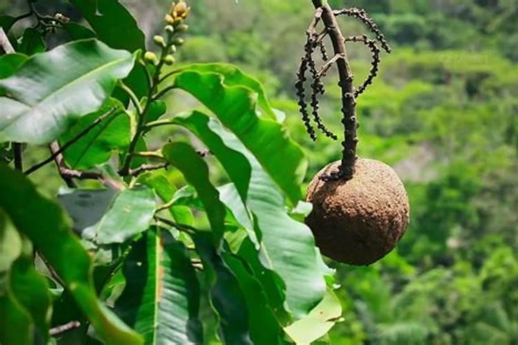 百香果怎么种植 百香果种植方法详解