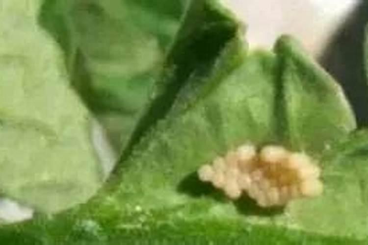 大蒜需要锌和硼肥吗？