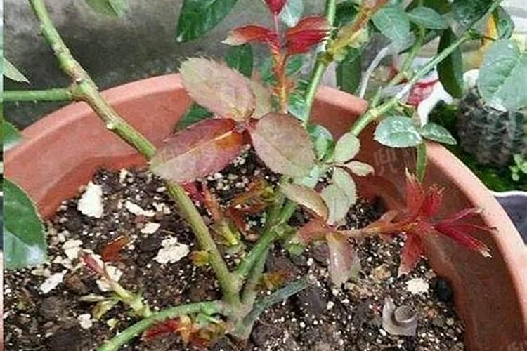 月季花压枝的方法(月季花压枝方法图片)