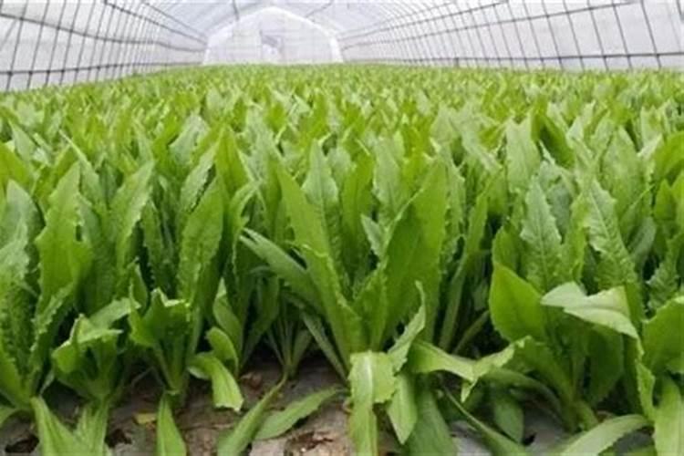 油麦菜用什么肥料长得好