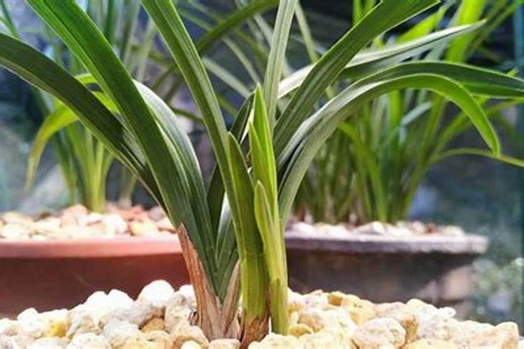 兰花追施液肥时谨记哪些要点