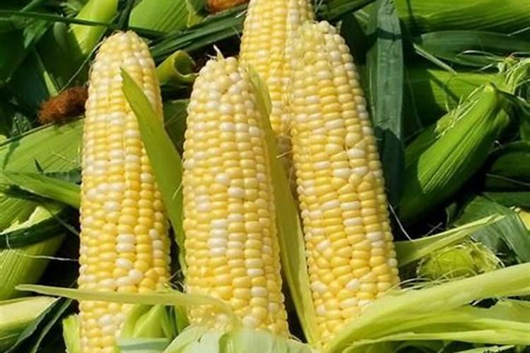 氮肥和钾肥的膨果增甜效果哪种更好？