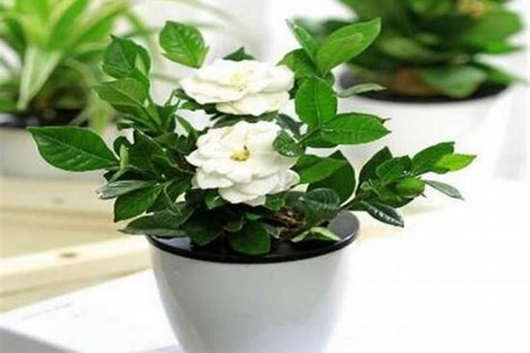 栀子花如何养护